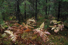 Load image into Gallery viewer, YEARS LIKE WATER